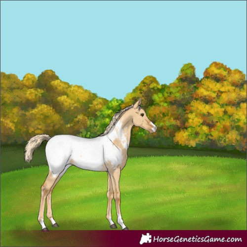 Horse Color:Palomino Dun Snowcap