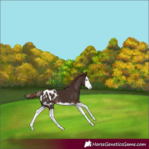 Horse Color:Liver Chestnut Splash Blanket 
