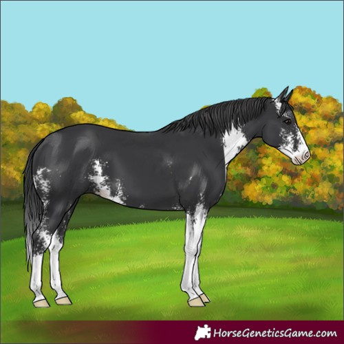 Horse Color:Black Sabino 