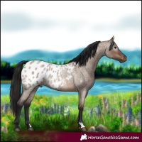 Horse Color:Gray Brown Roan Dun Blanket Rabicano