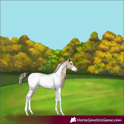 Horse Color:Bay Dun Sabino Splash Tobiano Frame Blanket Rabicano 