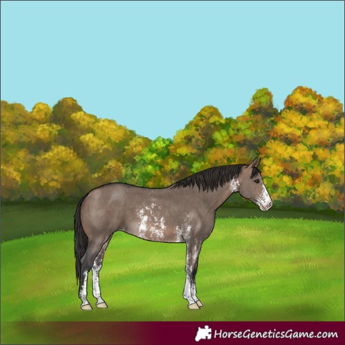 Horse Color:Brown Dun Sabino Appaloosa 