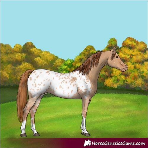 Horse Color:Red Dun Tobiano Appaloosa