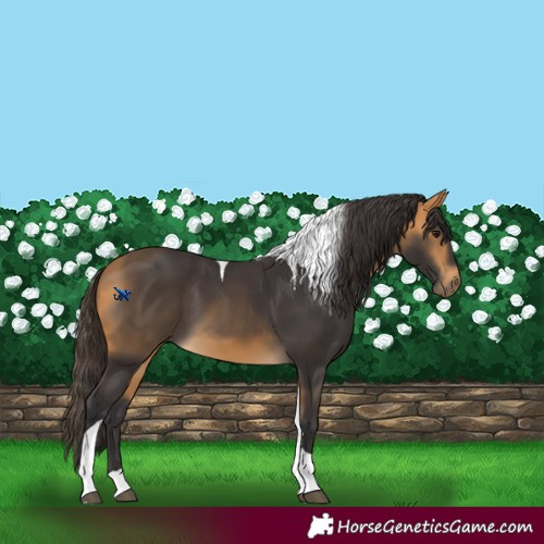 Horse Color:Buckskin Tobiano