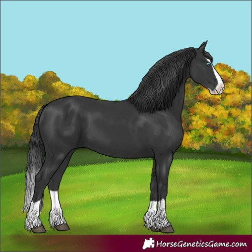 Horse Color:Black Splash