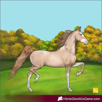 Horse Color:Gold Champagne Pearl Rabicano  and Gold Champagne Pearl Splash Rabicano 