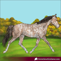 Horse Color:Amber Champagne Sabino Tobiano Appaloosa and Amber Champagne Sabino Tobiano