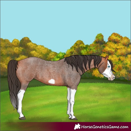 Horse Color:Bay Roan Splash Frame 
