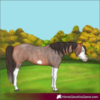 Horse Color:Bay Roan Splash Frame