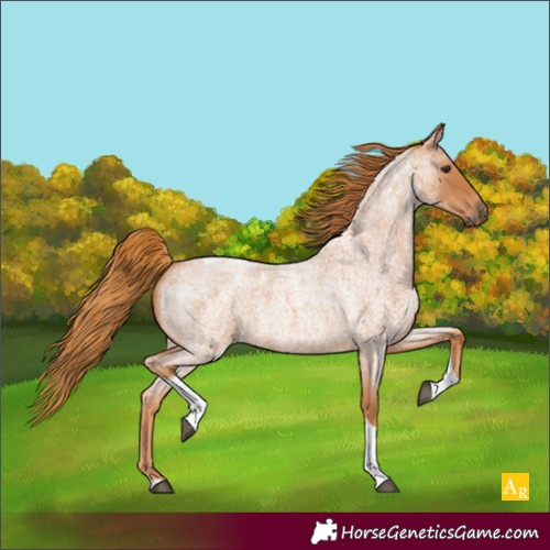 Horse Color:Red Roan Tobiano