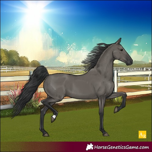 Horse Color:Grullo 
