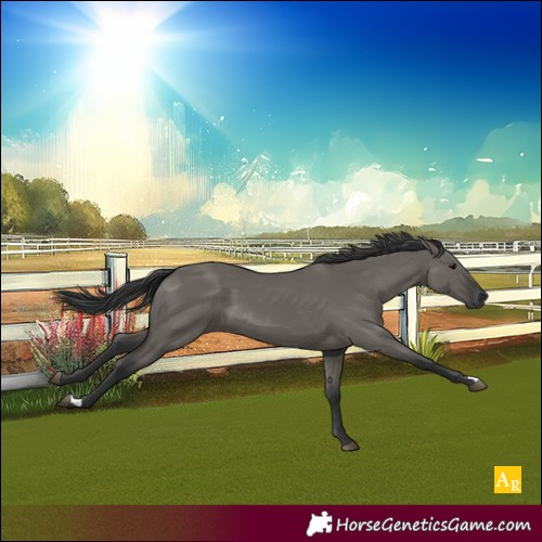 Horse Color:Grullo 