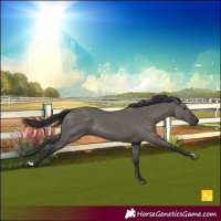 Horse Color:Grullo 