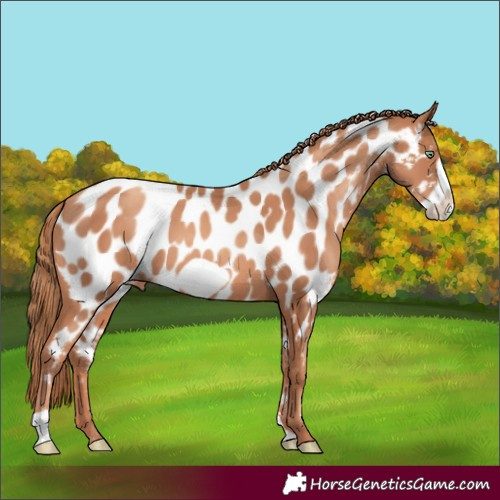 Horse Color:Gold Champagne Frame Appaloosa 