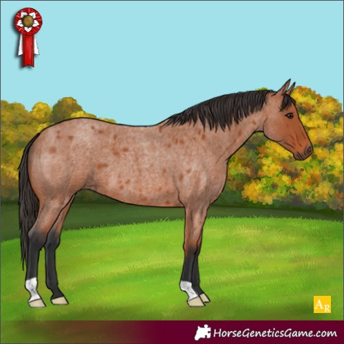 Horse Color:Bay Roan 