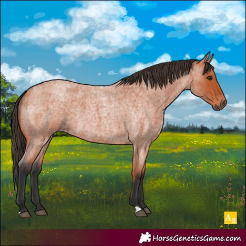 Horse Color:Bay Roan