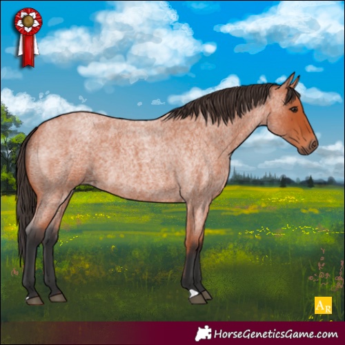 Horse Color:Bay Roan