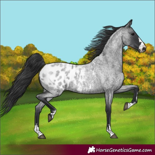 Horse Color:Blue Roan Appaloosa