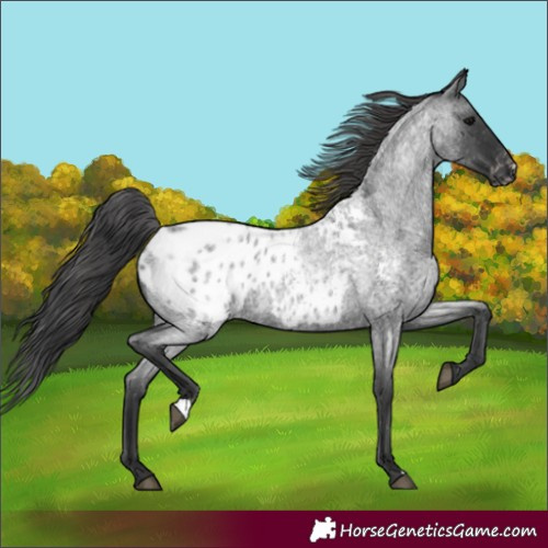 Horse Color:Blue Roan Appaloosa 