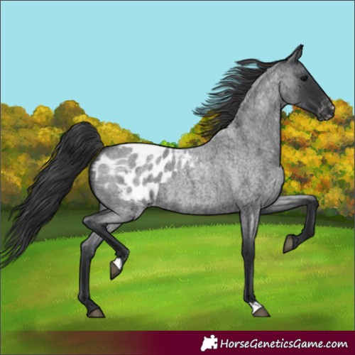 Horse Color:Blue Roan Blanket 