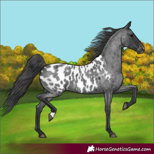 Horse Color:Blue Roan Appaloosa 