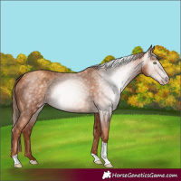 Horse Color:Gray Gold Champagne Tobiano 