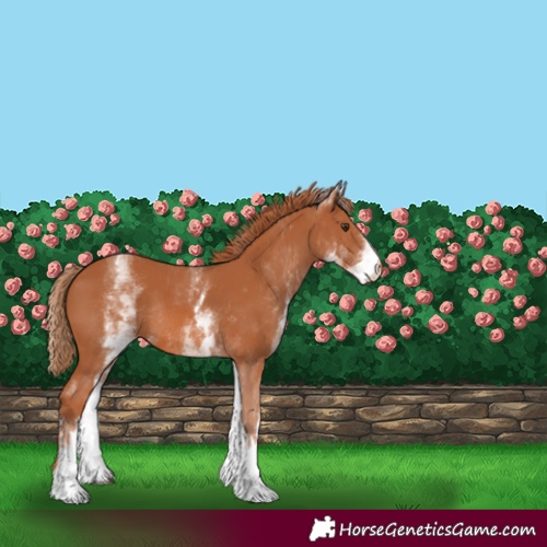 Horse Color:White Spotted Chestnut Appaloosa Rabicano 