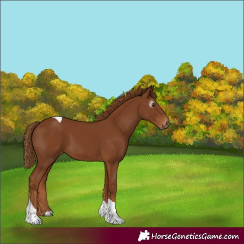 Horse Color:Gray Chestnut Tobiano Appaloosa 