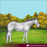 Horse Color:White Spotted Blue Roan Rabicano and White Spotted Blue Roan Rabicano