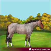 Horse Color:Bay Roan Tobiano