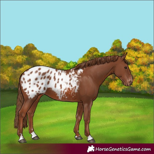 Horse Color:Chestnut Appaloosa 