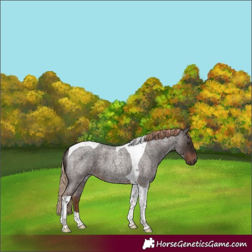 Horse Color:Liver Red Roan Tobiano 