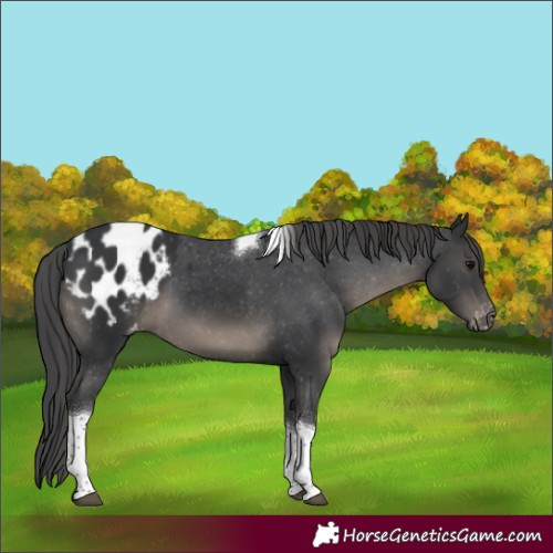 Horse Color:Black Tobiano Appaloosa