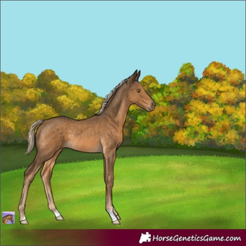 Horse Color:Chocolate Palomino Rabicano 