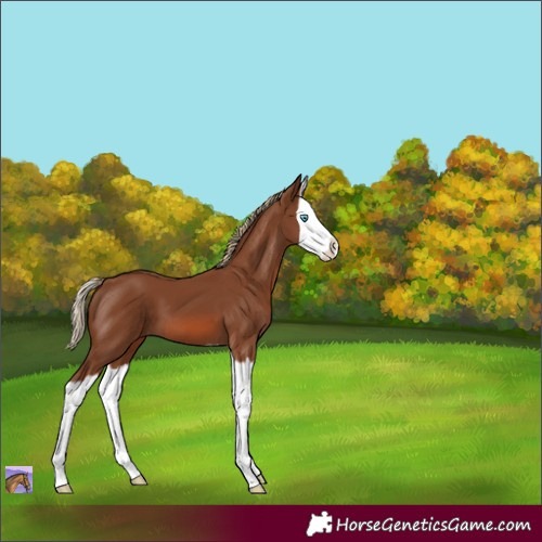 Horse Color:Chestnut Splash 