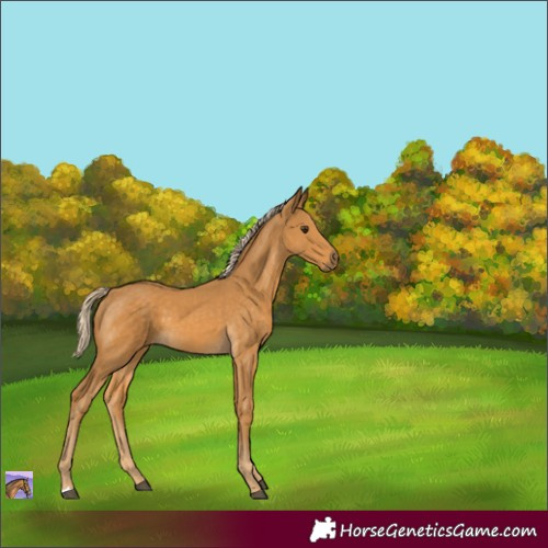 Horse Color:Palomino