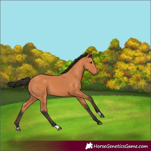 Horse Color:Bay 