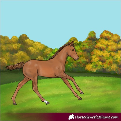 Horse Color:Chestnut 