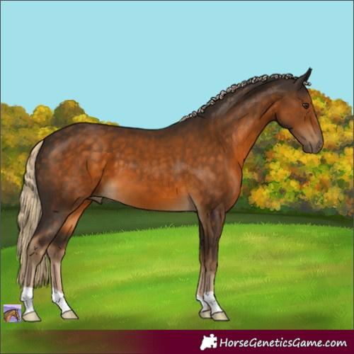 Horse Color:Chocolate Palomino 