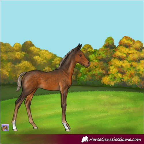 Horse Color:Chocolate Palomino