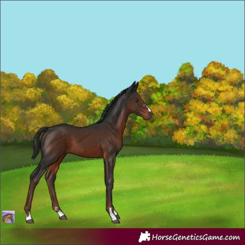 Horse Color:Liver Chestnut 