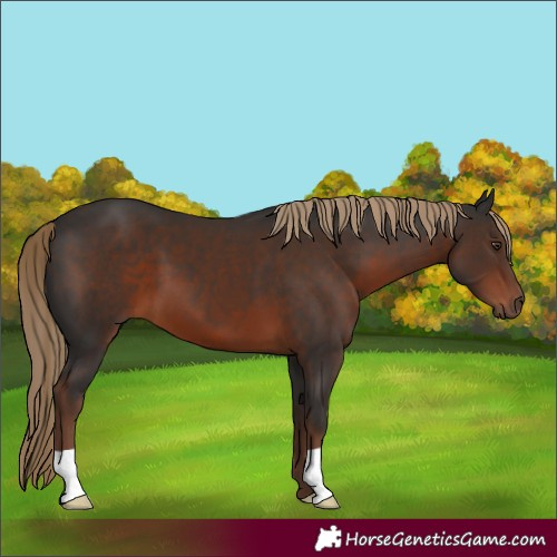 Horse Color:Liver Chestnut 