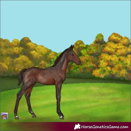 Horse Color:Liver Chestnut 