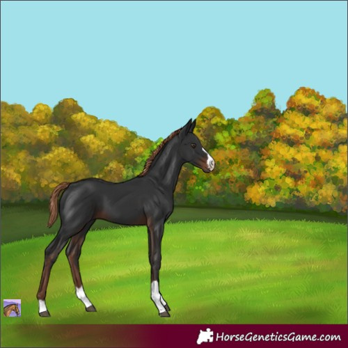 Horse Color:Liver Chestnut 