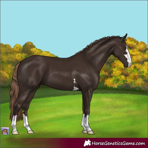 Horse Color:Liver Chestnut 