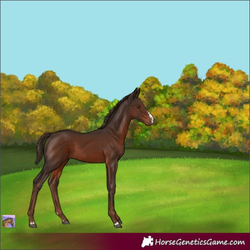 Horse Color:Liver Chestnut 