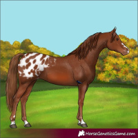 Horse Color:Chestnut Blanket 