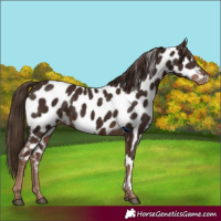 Horse Color:Liver Chestnut Near Leopard 