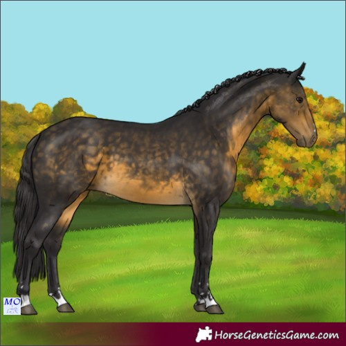 Horse Color:Buckskin 