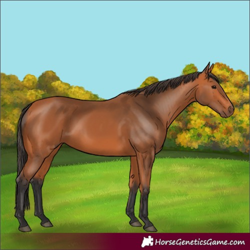 Horse Color:Unknown 